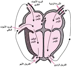 انعكاس الشرايين الكبرى عند الاطفال