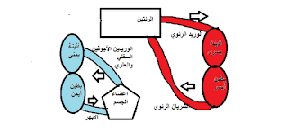 تبادل منشأ الشرايين الكبيرة عند الاطفال 4 تبادل منشأ الشرايين الكبيرة عند الاطفال