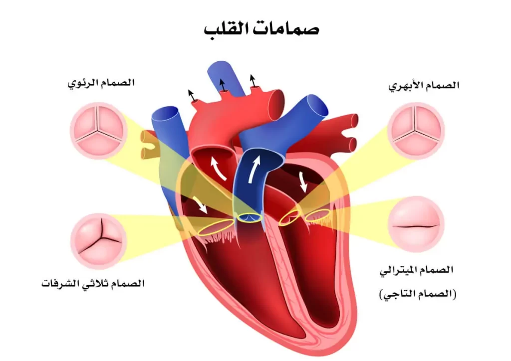 اعراض صمام القلب عند الاطفال 2 اعراض صمام القلب عند الاطفال