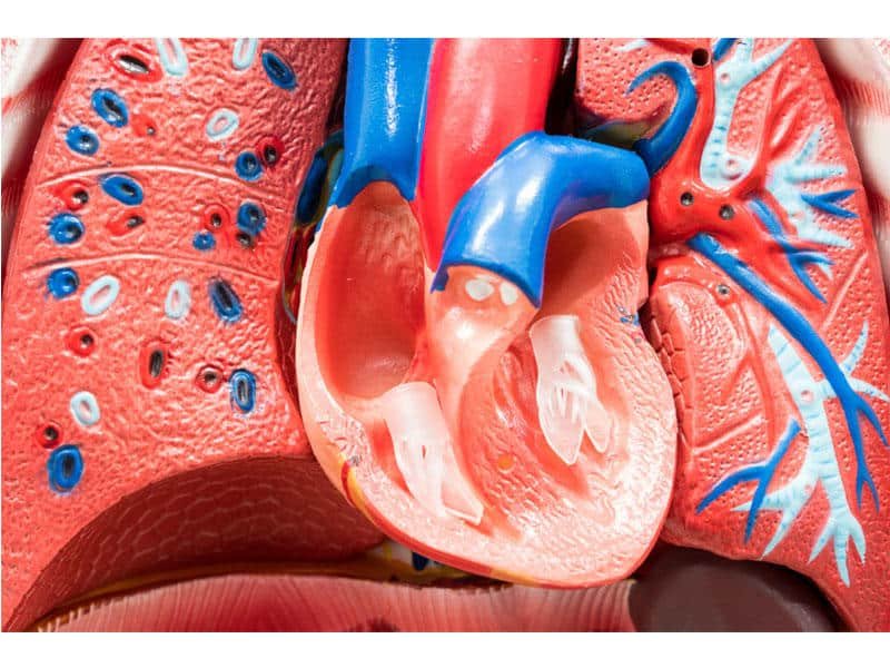 ارتجاع الصمام الرئوي عند الأطفال