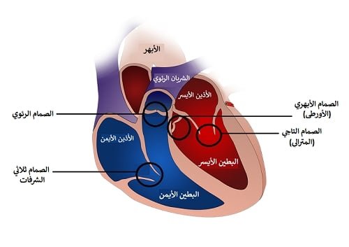 ضيق الصمام الرئوي عند الأطفال 2 ضيق الصمام الرئوي عند الأطفال