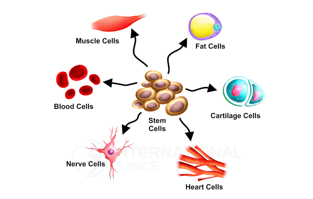 أنواع الخلايا الجذعية (مصادر الخلايا الجذعية)؟