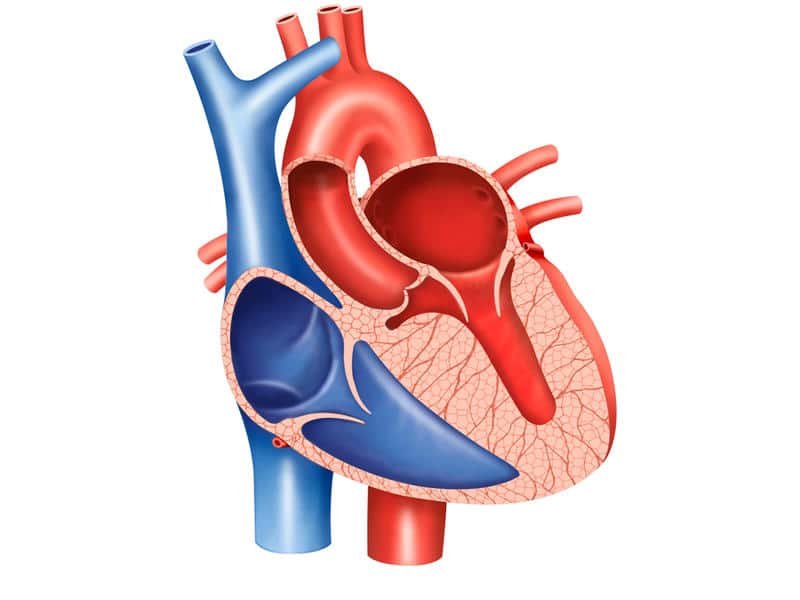 اعتلال عضلة القلب التضخمي 1 اعتلال عضلة القلب التضخمي