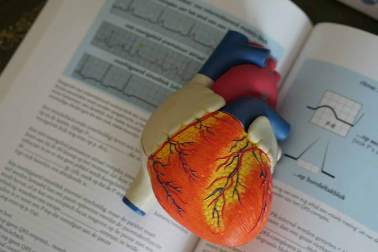 مجسم للقلب بجوار كتاب طبي لشرح تركيب القلب
